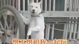 生活在农村的狗狗，无聊的时候都是这样自娱自乐的