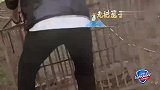 当明星去抓猪：杨超越被猪屎攻击，吴磊大喊自己是猪王！