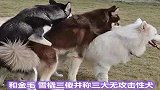 人气很高，也爱气人的拉拉