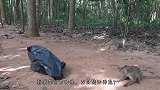猴子把小女孩当自己的孩子，寸步不离还抱着她，暖心！