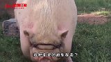 我家最胖的猪，食量惊人啊，可怜了那几个小细腿儿了