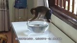家长让猴子帮忙看孩子，随后的画面让人哭笑不得，镜头记录全过程