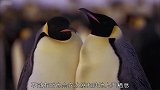 企鹅在南极原来是这么生存的，太厉害了