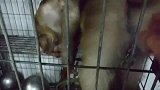 猴子生活不会都是晴空万里