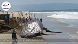 鲨鱼在海滩上搁浅了，小伙大胆走近查看，下一秒小伙值得称赞