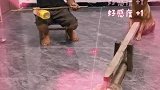 狗狗和主人，合奏演出