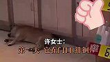 店主开门让流浪狗进屋吹空调