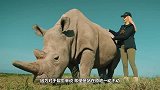 犀牛被鬣狗掏肛，站那一动不动，犀牛：吃饱了吗吃饱了我就走了