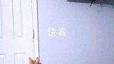 猫知道什么叫痛吗？