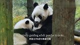 【英语听力素材—美丽中国系列短片】小熊猫和妈妈学爬树