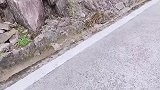 半山遇到小野猪，逗小野猪真的好快乐