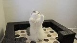 会接球的猫，好厉害，每个球都能接到