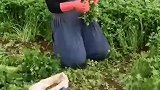 不管多么忙，田间地头抖一抖