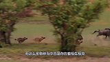 狼的“天敌克星”，光听名字就让狼害怕，堪称狼群“收割机”