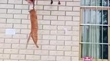 猫咪这年头没点本事，饭都吃不上了！