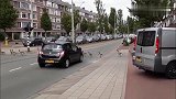 一群鸭子列队过马路，过往的车辆纷纷停车让行