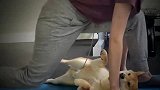 猫咪室内做运动，看这听话的模样，真是太可爱了！