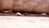 萌宠 小土狗以循循渐进的方法骂退3只老猫，好厉害[高清版]