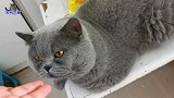 胖公猫夫妻凑到一起，它突然出手就揍母猫，被主人惩罚后一脸委屈