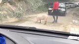 猪：这路又不是你家的，我就要在路上玩！
