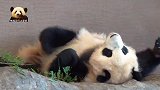 治愈系熊猫宝宝彩浜一边挠痒一边打哈欠的样子，实在太萌了