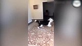 猫咪惊恐的表情，是看见狗子在空翻，惊呆了小伙伴！