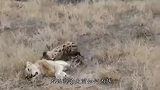 老犀牛躺地上休息，狮子上来就开吃，无力反抗的画面让人心疼！