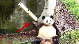 水管意外打到熊猫，熊猫越想越气跟它死磕，镜头记录搞笑过程