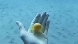 在海底里打个鸡蛋，是一种怎样的体验？