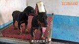 最帅护卫犬德系杜宾，被称为西装暴徒，这气场就是那么强大