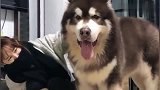 巨型阿拉斯加犬的脚比女主人的腿还粗，这一天得吃多少狗粮啊