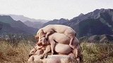 美国人明明不吃猪肉，为何还是养猪大国？看完恍然大悟！