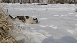 记录猫咪雪中散步