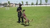 探营公安警犬基地：看警犬如何“上天入地”