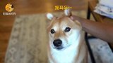 蠢萌！看铲屎官如何把柴犬变成兔子
