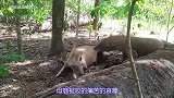 科莫多巨蜥唾液有五十多种剧毒，母鹿被咬无法动弹，被开肠破肚！