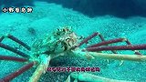 世界上最大的螃蟹：形似巨型蜘蛛，寿命最高可达100岁