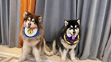 龙抬头！修勾狗也要跟上潮流～