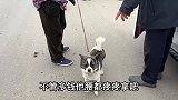 狗市小土狗“大逃亡”，犬主后面一路狂奔，亮哥镜头记录全过程