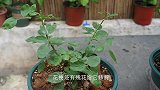 如何让月季快速复花，切记这一点，月月开花