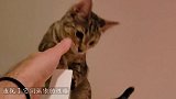 没见过这么贱的小鸭子，猫咪忍无可忍出手，这一幕把主人逗笑了