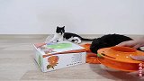 猫咪第一次玩轨道塔玩具，多种玩法玩到嗨，好玩具养猫必备