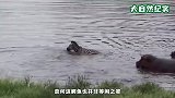 斑马在河边喝水，却惨遭鳄鱼袭击，河马的举动令人暖心