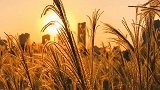 “初秋总是温柔，日间把夏天留下，日落后还带秋风。”