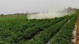 喷洒效果很好，就是太费人了！