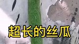 这丝瓜的长度把我都惊呆了