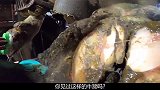 牛蹄为什么会往外呲水，技术娴熟的小哥一探究竟，奶牛瞬间解脱