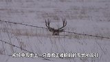 这只麋鹿玩得正高兴，不料鹿角突然掉下一个，接下来请憋住别笑