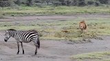 雄狮捕猎斑马，为何斑马有机会逃命却不跑，宁愿死在狮口结束生命