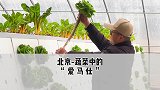 北京近郊一日游，这应该是蔬菜中的天花板了吧！